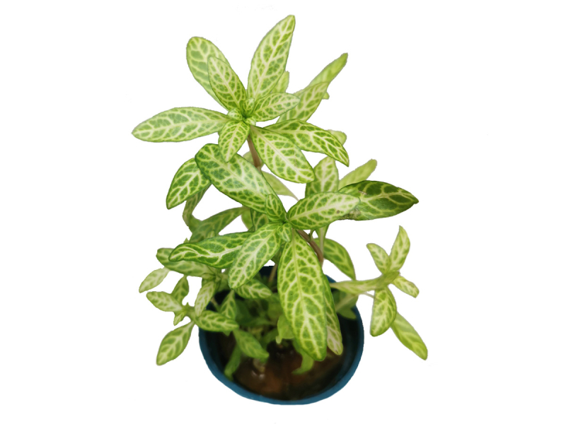 Indischer Sonnen-Wasserfreund - Hygrophila polysperma 'Sunset'